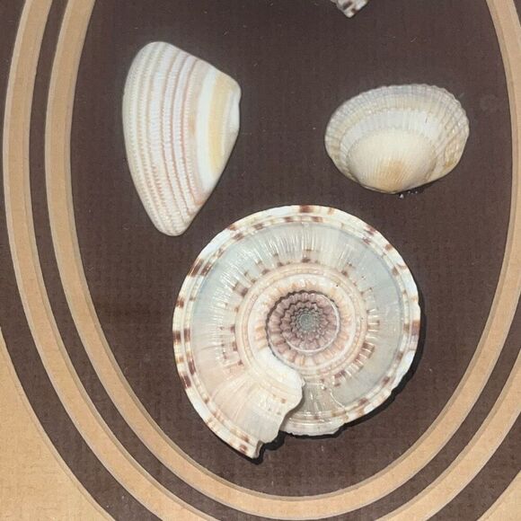 Vintage Sea Shell Framed in Oak Shadow Box Matted Glass Front Nautical Beach - Picture 4 of 8